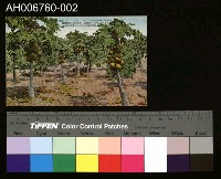 藏品(日治台灣果物木瓜明信片)的圖片